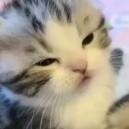 Котики sticker 3