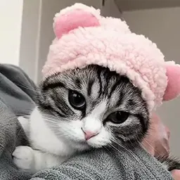 Котики sticker 5