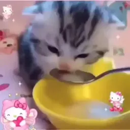 Котики sticker 9