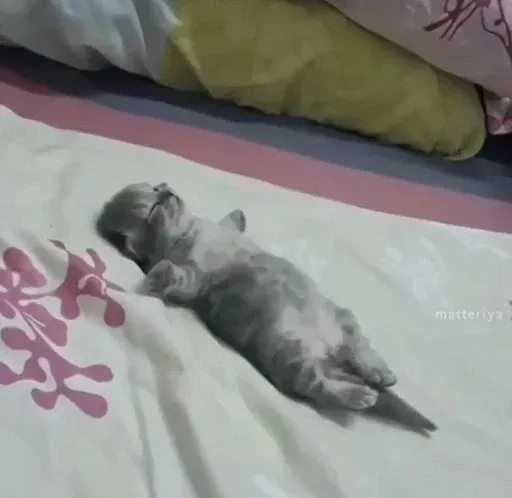 kittykittykitty sticker 23