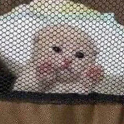 kittykittykitty sticker 40