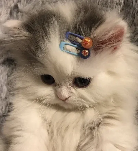 kittykittykitty sticker 5