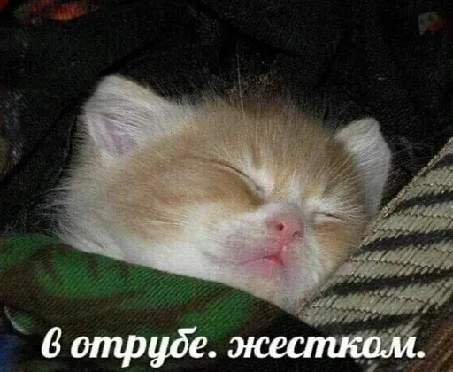 kittykittykitty sticker 50
