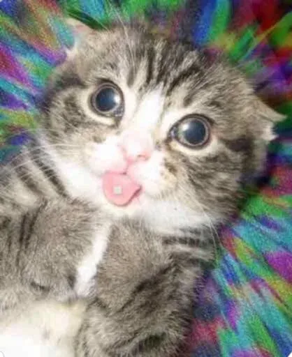 kittykittykitty sticker 6