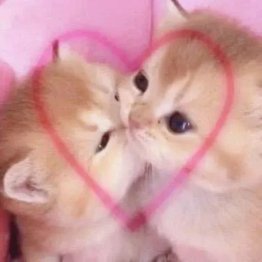 kittykittykitty sticker 65