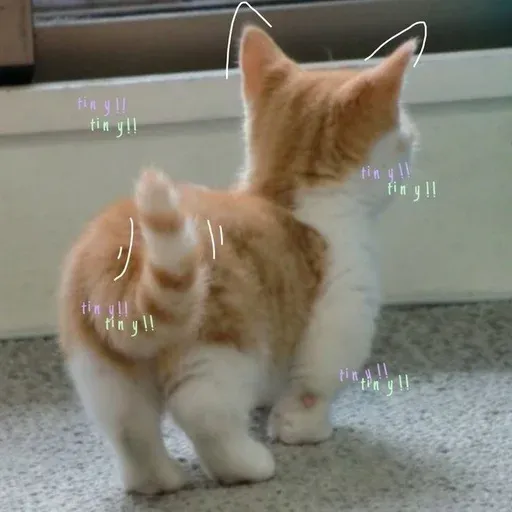 kittykittykitty sticker 78