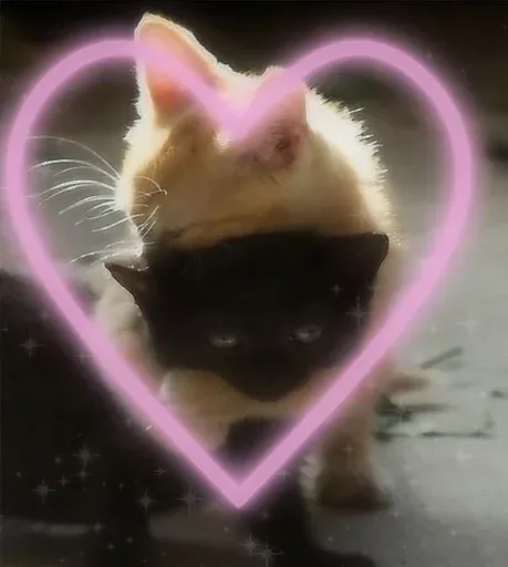 kittykittykitty sticker 92