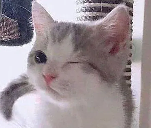 kittykittykitty sticker 100