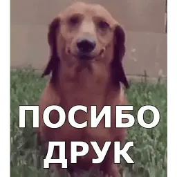 Пёсели Telegram sticker pack