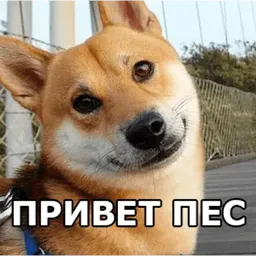 Пёсели sticker 2