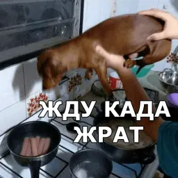 Пёсели sticker 12