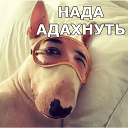 Пёсели sticker 9
