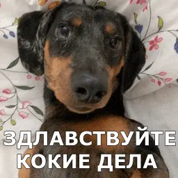 Пёсели sticker 10