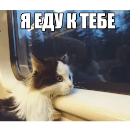 Котеечные дела Telegram sticker pack