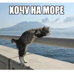 Котеечные дела sticker 2