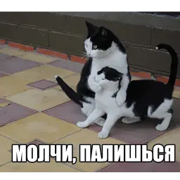 Котеечные дела sticker 11