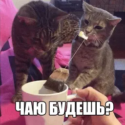 Котеечные дела sticker 4