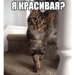 Котеечные дела sticker 5