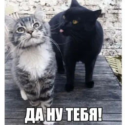Котеечные дела sticker 7