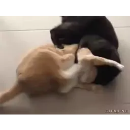 Котеки пиздяца sticker 11