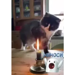 Котеки пиздяца sticker 4