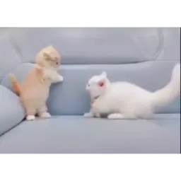 Котеки пиздяца sticker 5
