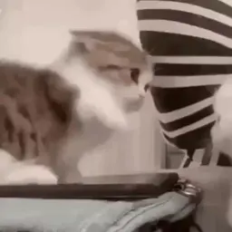 Котеки пиздяца sticker 7