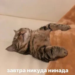 Котики бизнес sticker 11