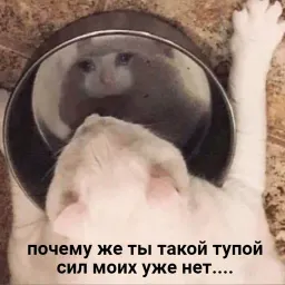 Котики бизнес sticker 5