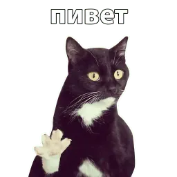 Котичи Telegram sticker pack