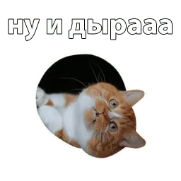 Котичи sticker 4
