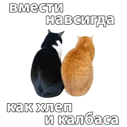 Котичи sticker 8