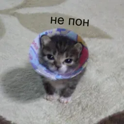 кшки Telegram sticker pack