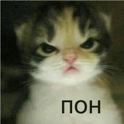 кшки sticker 2