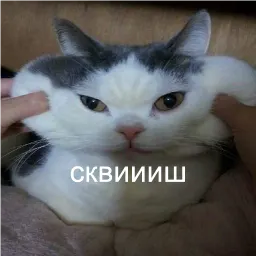 кшки sticker 12