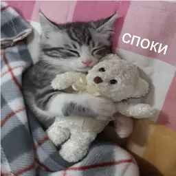кшки sticker 4
