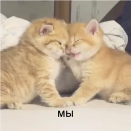 кшки sticker 10
