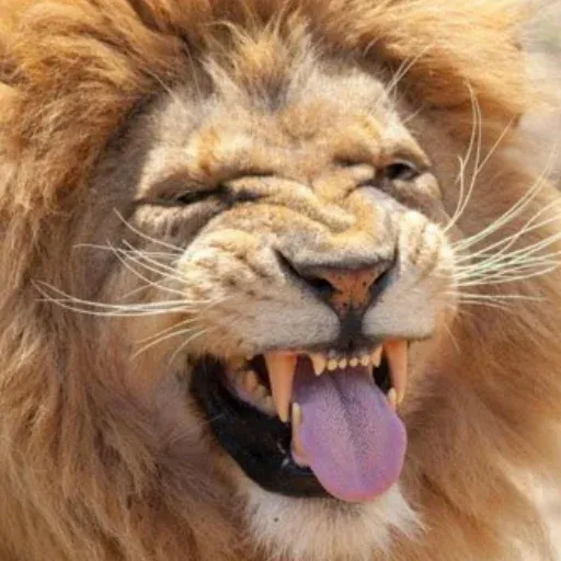 🦁Lion🦁 sticker 22