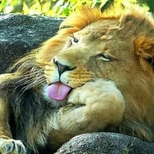 🦁Lion🦁 sticker 24
