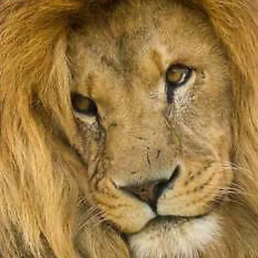 🦁Lion🦁 sticker 28
