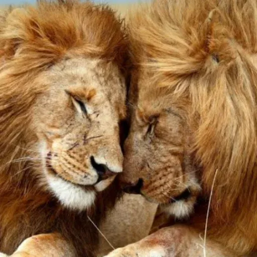 🦁Lion🦁 sticker 10
