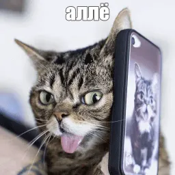 Lil_Bub sticker 3