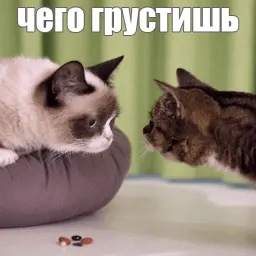 Lil_Bub sticker 5