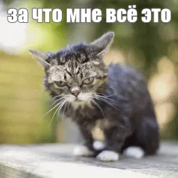Lil_Bub sticker 9