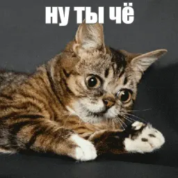 Lil_Bub sticker 10