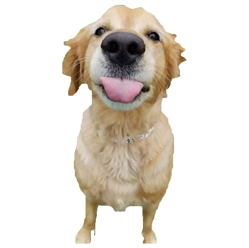 Local memes🙂 sticker 8