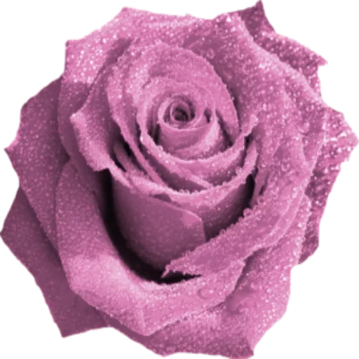 ✨ @Loveoops ✨ : Flower5 sticker 2