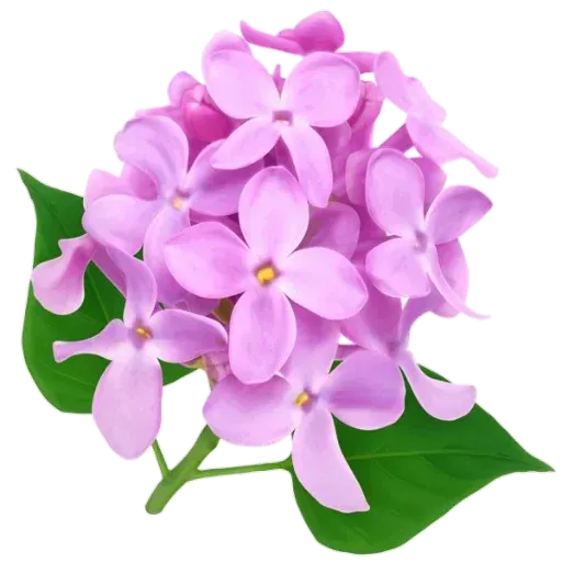 @LoveoopS : Flowers sticker 38