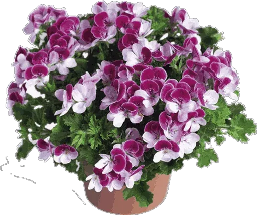 @LoveoopS : Flowers sticker 60