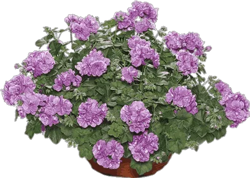 @LoveoopS : Flowers sticker 61